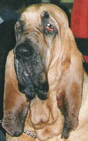 CAINE DE SAINT HUBERT BLOODHOUND